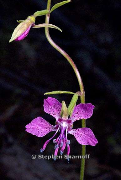 clarkia rhomboidea 6 graphic